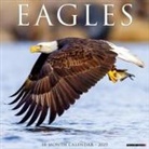 Willow Creek Press - Eagles 2026 12 X 12 Wall Calendar
