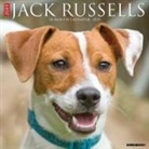 Willow Creek Press - Jack Russells 2026 12 X 12 Wall Calendar