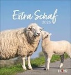 Extra Schaf Postkartenkalender 2026