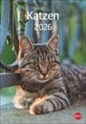 Katzen Kalender 2026