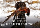 Deutsch Drahthaar 2026