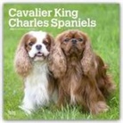 Browntrout, BrownTrout Publishers Inc, Browntrout Publishers - Cavalier King Charles Spaniels 2026 - 16-Monatskalender