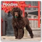 BrownTrout Publishers Inc, Browntrout Publishers - Poodles 2026 Square Flap Calendar