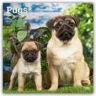BrownTrout Publishers Inc, Browntrout Publishers - Pugs 2026 Square Flap Calendar