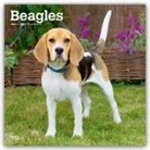 Browntrout, BrownTrout Publishers Inc, Browntrout Publishers - Beagles 2026 Square Flap Calendar