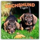 Browntrout, BrownTrout Publishers Inc, Browntrout Publishers - Dachshund Puppies - Dackel Welpen 2026 - 16-Monatskalender