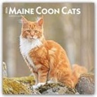 Browntrout, BrownTrout Publishers Inc, Browntrout Publishers - Maine Coon Cats 2026 Square Flap Calendar