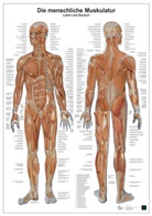 Anatomie-Lerntafel - Die menschliche Muskulatur