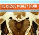 Xu-Feng Huang, George Paxinos, George Huang Paxinos, George/ Huang Paxinos, Michael Petrides - Rhesus Monkey Brain in Stereotaxic Coordinates