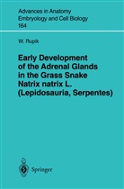 W Rupik, W. Rupik, Weronika Rupik - Early Development of the Adrenal Glands in the Grass Snake Natrix natrix L. (Lepidosauria, Serpentes)