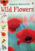 Sarah Khan - Wild Flowers