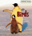 Rod Theodorou - Birds