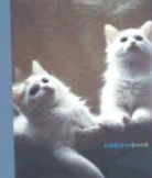 Cats & Kittens