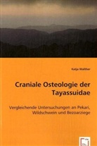 Katja Walther - Craniale Osteologie der Tayassuidae