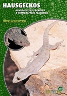 Uwe Schlüter - Hausgeckos