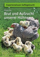 Armin Six - Brut und Aufzucht unserer Hühner