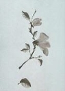 Cico Books - Spirit of Nature Notebook