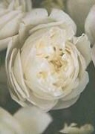 Ryland Peters &amp; Small - Roses