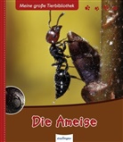Aman, Rém Amann, Rémy Amann, Gome, Lu Gomel, Luc Gomel... - Die Ameise