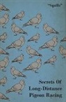 Squills - Secrets of Long-Distance Pigeon Racing