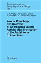 Doychin Angelov, Doychin N Angelov, Doychin N. Angelov, Orland Guntinas-Lichius, Orlando Guntinas-Lichius, W. F. Neiss... - Axonal Branching and Recovery of Coordinated Muscle Activity after Transsection of the Facial Nerve in Adult Rats