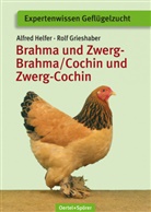 Grieshaber, Rolf Grieshaber, Helfe, Alfre Helfer, Alfred Helfer - Brahma und Zwerg-Brahma / Cochin und Zwerg-Cochin