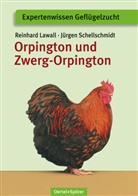 Lawal, Reinhar Lawall, Reinhard Lawall, Schellschmidt, Jürgen Schellschmidt - Orpington und Zwerg-Orpington