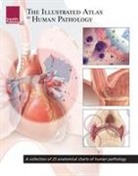 Scientific Publishing, Scientific Publishing, Various, Scientific Publishing - Illustrated Atlas of Human Pathology