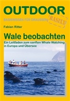 Fabian Ritter - Wale beobachten