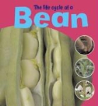 Ruth Thomson - Life Cycle of a Bean