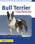 Bethany Gibson - Bull Terrier