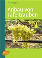 Werner Ollig, Werner Ollig - Anbau von Tafeltrauben