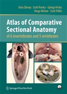 Zsol Kovács, Zsolt Kovács, György Kriska, György et al Kriska, Kinga Molnár, Zsolt Pálfia... - Atlas of Comparative Sectional Anatomy of 6 invertebrates and 5 vertebrates, w. CD-ROM