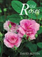 David Austin - Old Roses