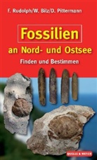 Bil, W Bilz, W. Bilz, Wolfgang Bilz, Pittermann, Pittermann... - Fossilien an Nord- und Ostsee