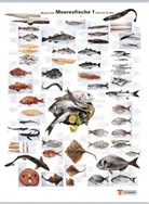 Meeresfische, Poster. Marine Fish, Poster. Poisson de mer, Poster. Nr.1