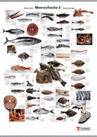 Meeresfische, Poster. Marine Fish, Poster. Poisson de mer, Poster. Nr.2