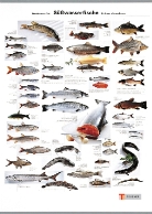 Süßwasserfische / Freshwater Fish / Poisson d' eau douce, Poster