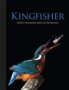 David Chandler - Kingfisher