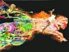 Kurt Busiek, Kurt/ Anderson Busiek, Brent Anderson, Alex Ross - Astro City: The Dark Age 2