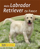 Maike Harms - Mein Labrador Retriever zu Hause