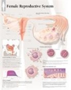 Scientific Publishing, Scientific Publishing, Various - Female Reproductive System Laminated Poster