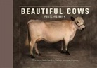 Ivy Press - Beautiful Cows Postcard Book