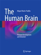 Miguel Marín-Padilla - The Human Brain