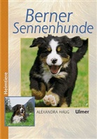 Alexandra Haug - Berner Sennenhunde
