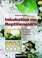 Gunther Köhler - Inkubation von Reptilieneiern