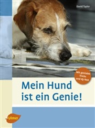 David Taylor - Mein Hund ist ein Genie!