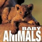 Angela Serena Ildos - Baby Animals