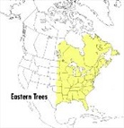Mariner Books, Roger Tory Peterson, George A. Petrides, George A./ Wehr Petrides, Janet Wehr, Janet Wehr... - A Field Guide to Eastern Trees