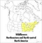 Mariner Books, Margaret McKenny, Roger Tory Peterson, Margaret Roger Tory Peterson Institute/ McKenny, Roger Tory Peterson - A Field Guide to Wildflowers
